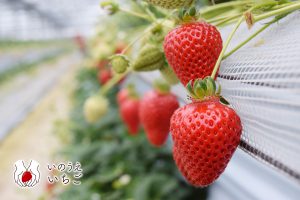 いのうえいちごあまおう